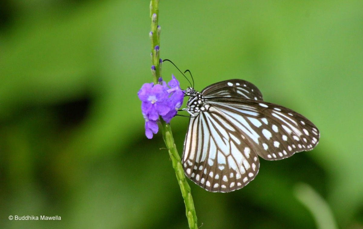 Ideopsis similis Linnaeus, 1764